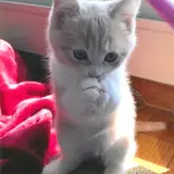 ねこいっぱいの写真展開催！来館者による人気投票やメッセージコーナーも実施