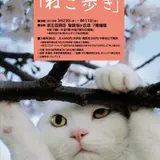 ねこ好き必見！聖蹟桜ヶ丘でねこ写真展や里親探しイベント【せいせき ねこフェス】開催
