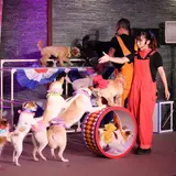 北海道洞爺サンパレスリゾート＆スパにて大人気イベント「わんわん大サーカス」を開催！