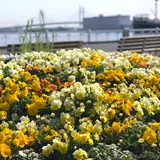 60万本の花々が美しく彩る「ガーデンネックレス横浜2020」春の陽気の下で“癒やし”のひとときを