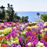 待ちに待った華やかなシーズン到来！カラフルに彩られた園内各所での花々の競演を楽しむ
