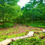 初夏イベント「天空の花さんぽ」初開催！六甲山の爽やかな風を感じながら貴重な植物観賞
