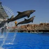 【癒やされ動画】名古屋港水族館のシャチやベルーガ、ペンギンたちの日常を覗いてみよう！