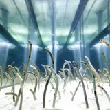 すみだ水族館にてゴールデンウィークの3日間限定「チンアナゴ顔見せ祭り！」開催