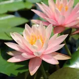 色鮮やかに水面を彩る美しい花が見頃「草津市立水生植物公園みずの森」で「スイレン展」開催