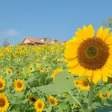 ひまわり8万本が8月に開花予定！「堺・緑のミュージアム ハーベストの丘」にてイベント開催