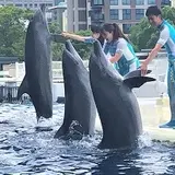 イルカとトレーナーの友情と躍動感を届ける新しいパフォーマンス　「YEAH！！」