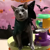 魔法使いや使い魔に扮した動物たちに会えるハロウィンイベントが横浜で開催！お得なナイトパスポートも