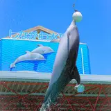 しながわ水族館にて人気のイルカショー・アシカショー・アザラシショーが再開！