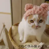 『ねこ休み展 in 大阪』1年ぶりの開催！ハロウィン仕様の作品やコラボ企画など新作が満載