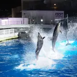 幻想的な空間で日中は見られない生き物の姿を鑑賞できる「夜のすいぞくかん」今年もオープン！