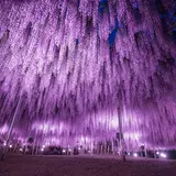 幻想的！350本の藤の花と5,000株のツツジが咲き乱れるイベントの繰り上げ開催が決定