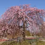 600本120種を越す梅の木の開花に合わせた「万博記念公園梅まつり」が大阪で開催！