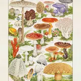 きのこづくしの展示会【小林 路子　菌類画の世界～きのこに会いにいきましょう！～】京都で開催！