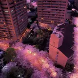 約1ｋｍ続く桜並木を楽しめるお花見イベント【アークヒルズさくらまつり2018】を開催！