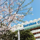 昼夜問わず楽しめる！桜やチューリップのお花見フェアが池袋で開催
