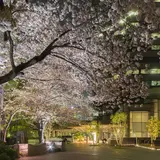 花見の名所で伝統文化と最先端技術を体験できる【御殿山さくらまつり2018】