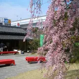 桜並木と新酒を楽しむ！毎年春の恒例イベント神戸酒心館の「桜まつり」が開催