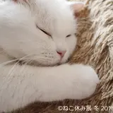 人気の猫クリエイターが集結する【ねこ休み展】東京浅草橋で開催！