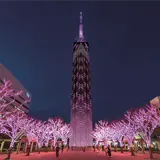 福岡タワー周辺が桜満開に！【新・さくらイルミネーション】が点灯中！