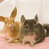 堀江に屋内動物園【アニモ】オープン！『ゆめかわいい』がコンセプト