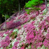 九州屈指のつつじの名所【大興善寺】で地元の食材を楽しむ『きやま門前市』開催！