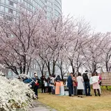 【六本木ヒルズ春まつり2018】着物・音楽・グルメでお花見気分を堪能！