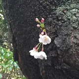 【3/16！六本木桜開花しました！】3/19からは六本木ヒルズ・アークヒルズ『桜並木のライトアップ』も実施！