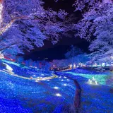 関東最大級2,500本の桜の祭典【さがみ湖さくら祭り】イルミネーション×遊園地×桜の豪華コラボが実現！