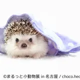 【まるっと小動物展】 初の巡回展・名古屋開催！ハリネズミ・ハムスター・リス・モモンガに癒されよう