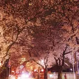 桜並木が二日間限定で歩行者天国に！さくらの街千葉県松戸市で「六実桜まつり」が開催