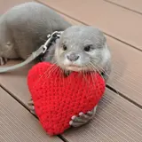 【東京・池袋】アシカもカワウソも愛におもてなし♡「サンシャイン水族館」のバレンタイン