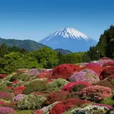 【箱根】の初夏の風物詩「小田急 山のホテル」のツツジが今年もやってくる！