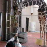 動物たちのパワーを傘を持って体験！？最新技術「アソブレラzoo」大阪で展示開始