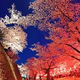 桜の見頃は4/14頃！約1ヶ月間楽しめる桜が咲き誇る『小諸城址 懐古園 桜まつり2018』開催！