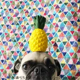 “鼻ぺちゃ犬”が大集合！『鼻ぺちゃ展 in おのだサンパーク』合同写真＆物販展が山口県で開催！