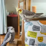 インコやヨウムに幻の鳥まで！鳥が語る物語『トリストーリー展』東京・名古屋で開催