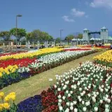 360度チューリップに囲まれて写真を撮ろう！「チューリップフェスタ」が群馬で開催