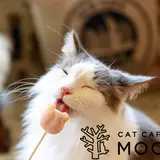 かわいい猫がお出迎え！『猫カフェMOCHA』京都にオープン！