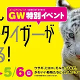 ホワイトタイガーの赤ちゃんに会おう！GW特別の花火やアトラクションが芝政ワールドに登場