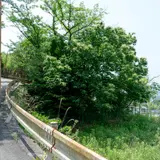写真家「守屋友樹」による個展『シシが山から下りてくる』京都で開催！