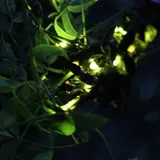ホタルの優しい光に包まれる「ホタルの夕べ」開催！