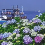 2万株のあじさいが咲き誇る！『第18回八景島あじさい祭』夜は竹灯籠によるライトアップも