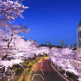 東京のまん中に、華やかに咲く約150本の桜 「MIDTOWN BLOSSOM 2018」開催