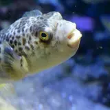 ユギ