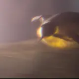 ぺんぎん