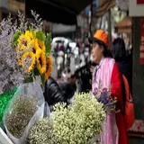 tiemhoatuoihanoi