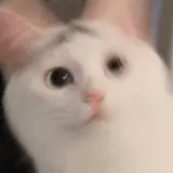 kiri_rin