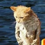ねっこ
