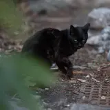くいしんぼん